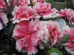 ポットカーネーション‘フィナンシェ’