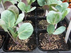 芽キャベツ‘ファミリーセブン’の苗