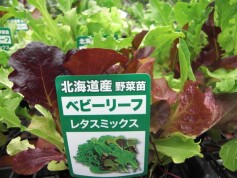 ベビーリーフミックス