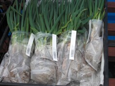 万能ネギの苗