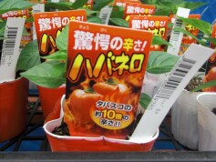 ハバネロの苗