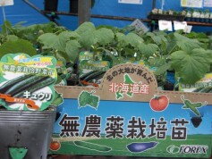 キュウリ‘夏すずみ’