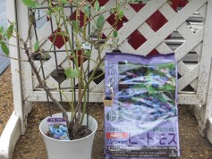 お得なブルーベリーの鉢植え