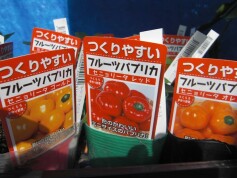 フルーツパプリカ　セニョリータ