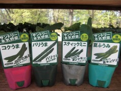 キュウリ色々