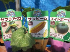 ズッキーニ色々