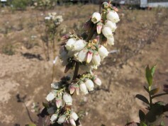 ブルーベリー苗