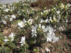 リュウキュウツツジ