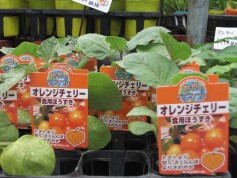 オレンジチェリー