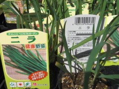 健康野菜　ニラ