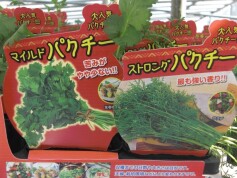 パクチーの苗