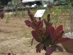 スモークツリー　グレイス