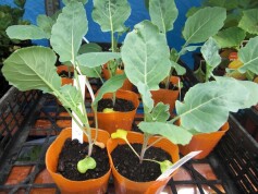 ロマネスコ　'スパイラル’