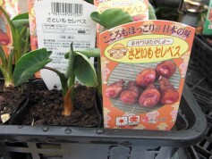 サトイモ‘セレベス’