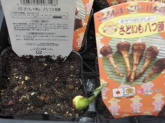 サトイモ‘八つ頭’