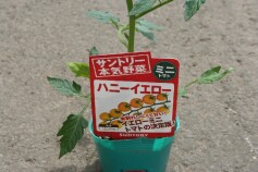 サントリー本気 野菜シリーズ その3