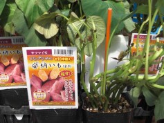 サツマイモの苗