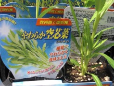 クウシンサイ（空芯菜）の苗