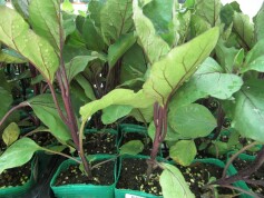 長ナス‘黒陽’