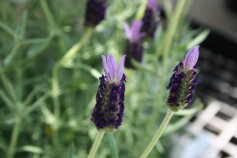 フレンチラベンダー