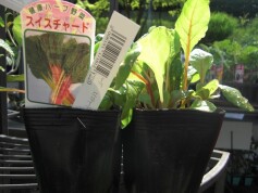 スイスチャードの苗