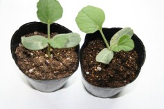 ヒョウタンの苗