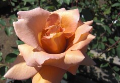 バラ　‘ティラミス’