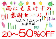 雨にも負けずの野菜苗感謝セール！
