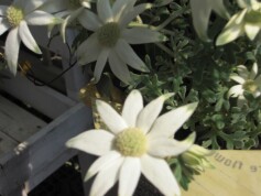 フランネルフラワー‘エンジェル　スター’