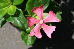 サントリー ‘ミルククラウン’