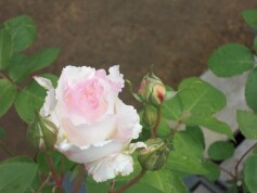 バラ‘ル　ブラン’