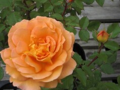 バラ‘ゴルデルゼ’