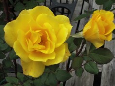 バラ‘ヘンリーフォンダ’