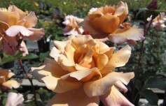 バラ‘ジュリアス　ローズ’