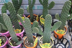 笑顔のサボテン