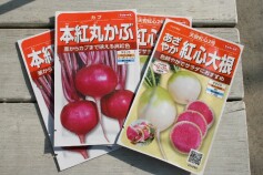 人気の秋種入荷しました。