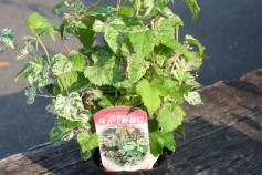 斑入り ノブドウ