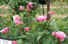 バラが咲いた♪　HBCラジオ生放送！