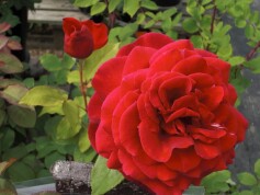 バラ‘ミスター　リンカーン’