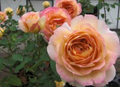 バラ‘キャラメル　アンティーク’