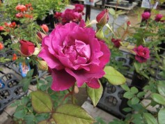 バラ‘イントゥリーグ’