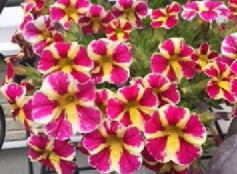  スーパーベル® ‘ホーリーモーリー’