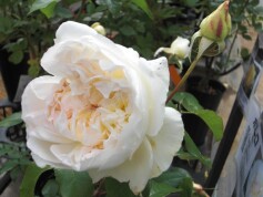 バラ‘ボレロ’