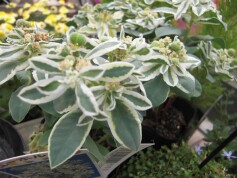 ユーホルビア‘氷河’