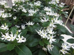 ミルククラウン