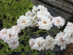 バラ‘クリスタル　フェアリー’