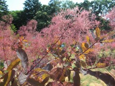 スモークツリー‘グレース’