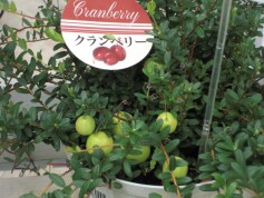 クランベリー