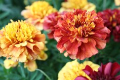 フレンチマリーゴールド‘ストロベリーブロンド’