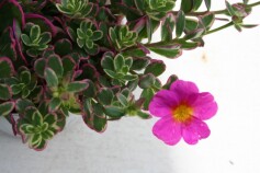 斑入りポーチュラカ